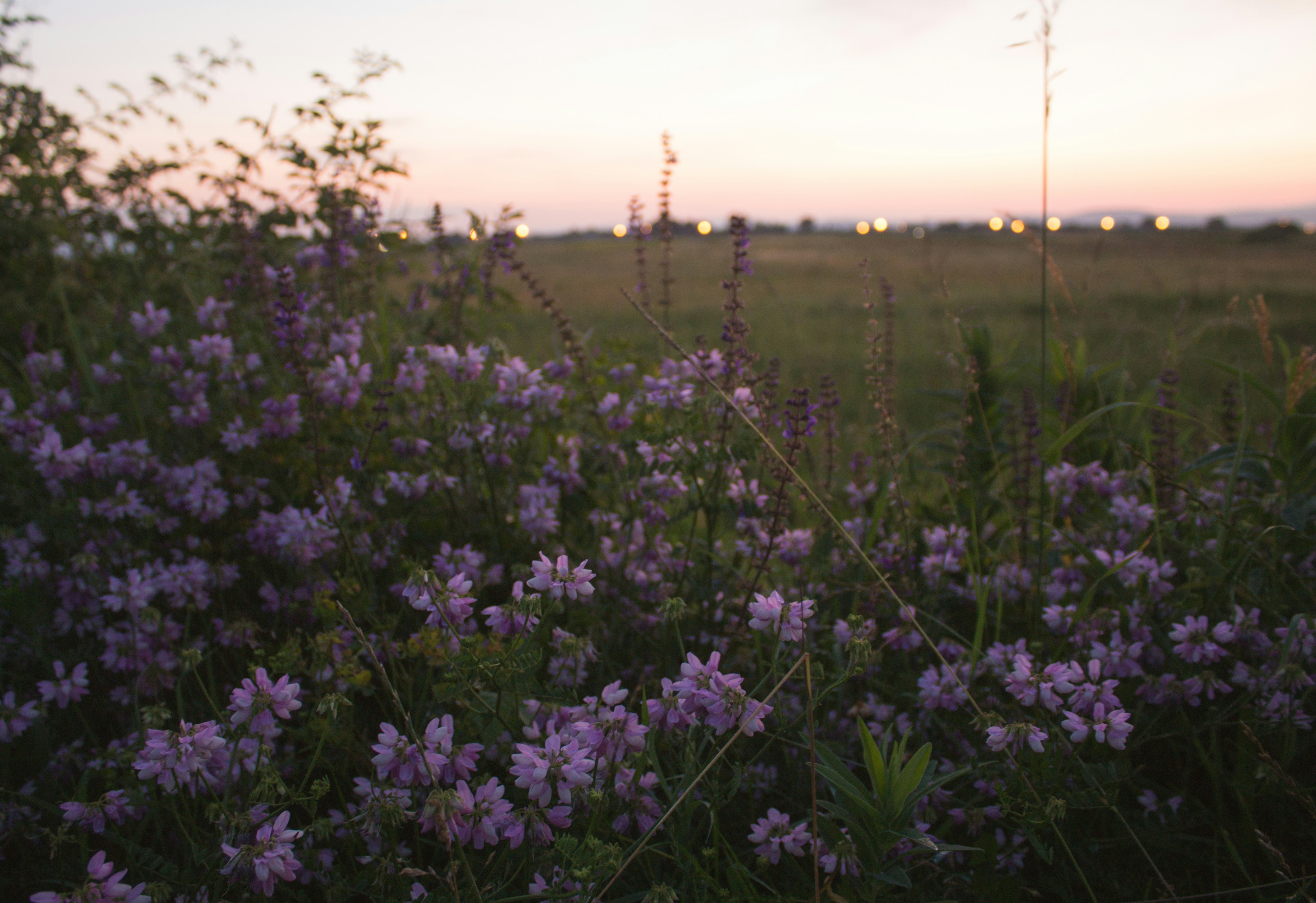 purple flower field during sunset